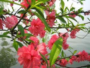 peach blossums, Xi Hu