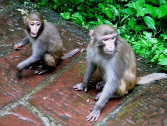 monkeys, zhangjiajie